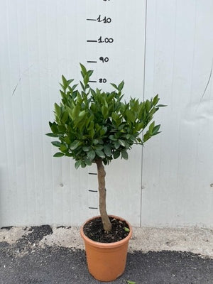 Pianta di Mandarino Tachibana in vaso 20cm foto reali