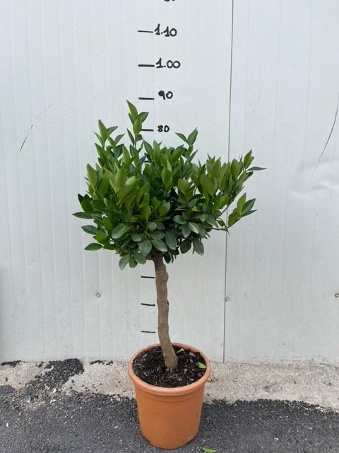 Pianta di Mandarino Tachibana in vaso 20cm foto reali