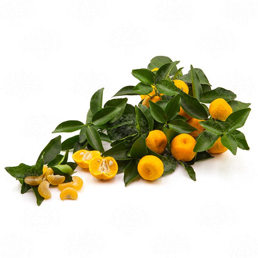 Pianta di Mandarino Tachibana in vaso 20cm foto reali