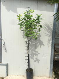 Pianta di Mandarino Comune foto reali