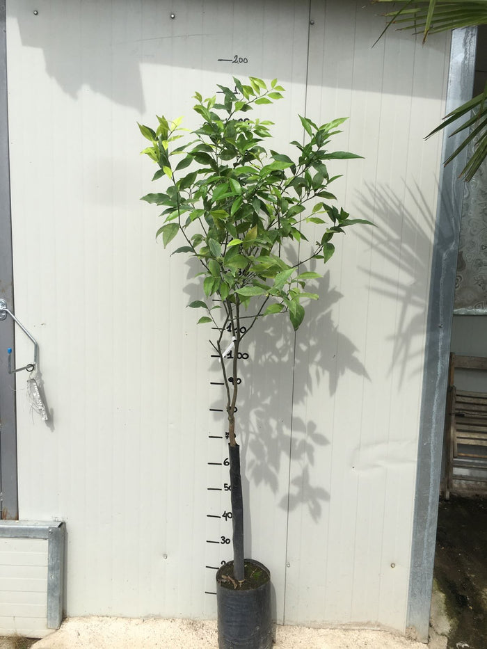 Pianta di Mandarino Comune foto reali