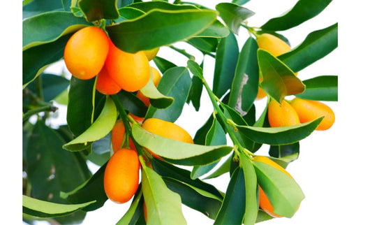 Pianta di Mandarino cinese, Fortunella, Kumquat in vaso foto reali