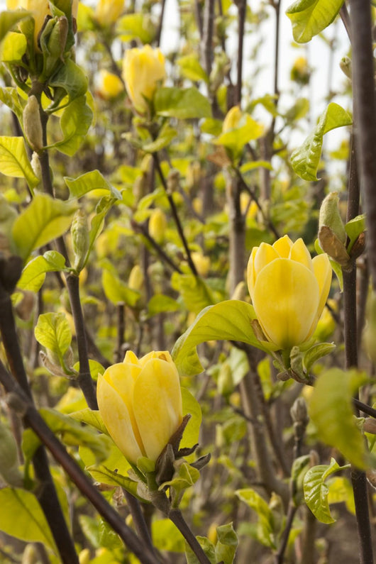 Pianta di Magnolia x brookynensis “Yellow Bird” fiore giallo
