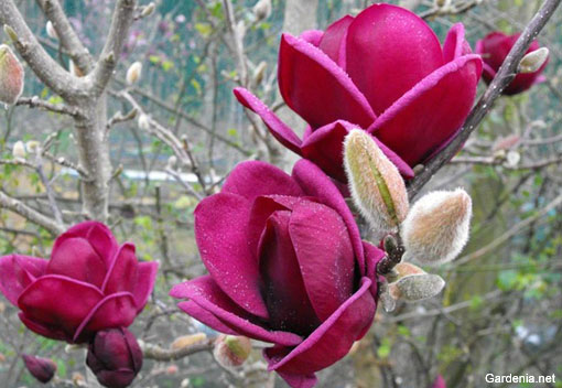 PIANTA DI MAGNOLIA X 'GENIE'  VASO 18CM