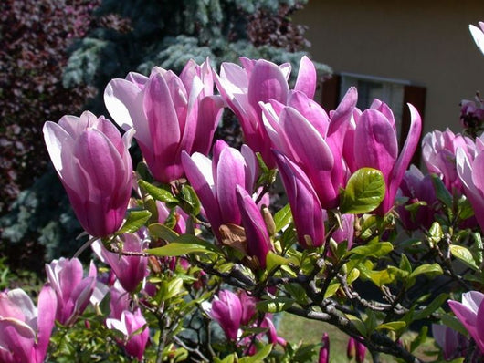 Pianta di Magnolia Soulangeana Susan vaso 18cm foto reali H 80cm