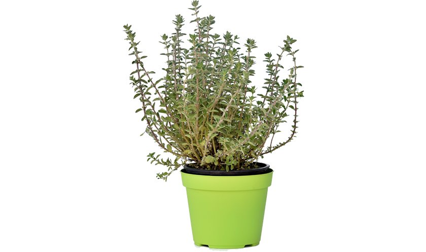 PIANTA DI MAGGIORANA VASO 14CM