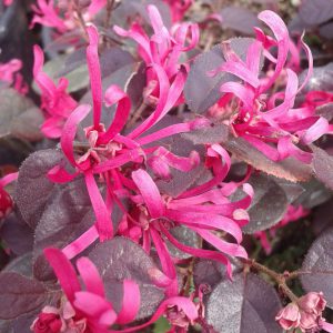 Pianta di Loropetalum Fire Dance vaso 22 foto reali