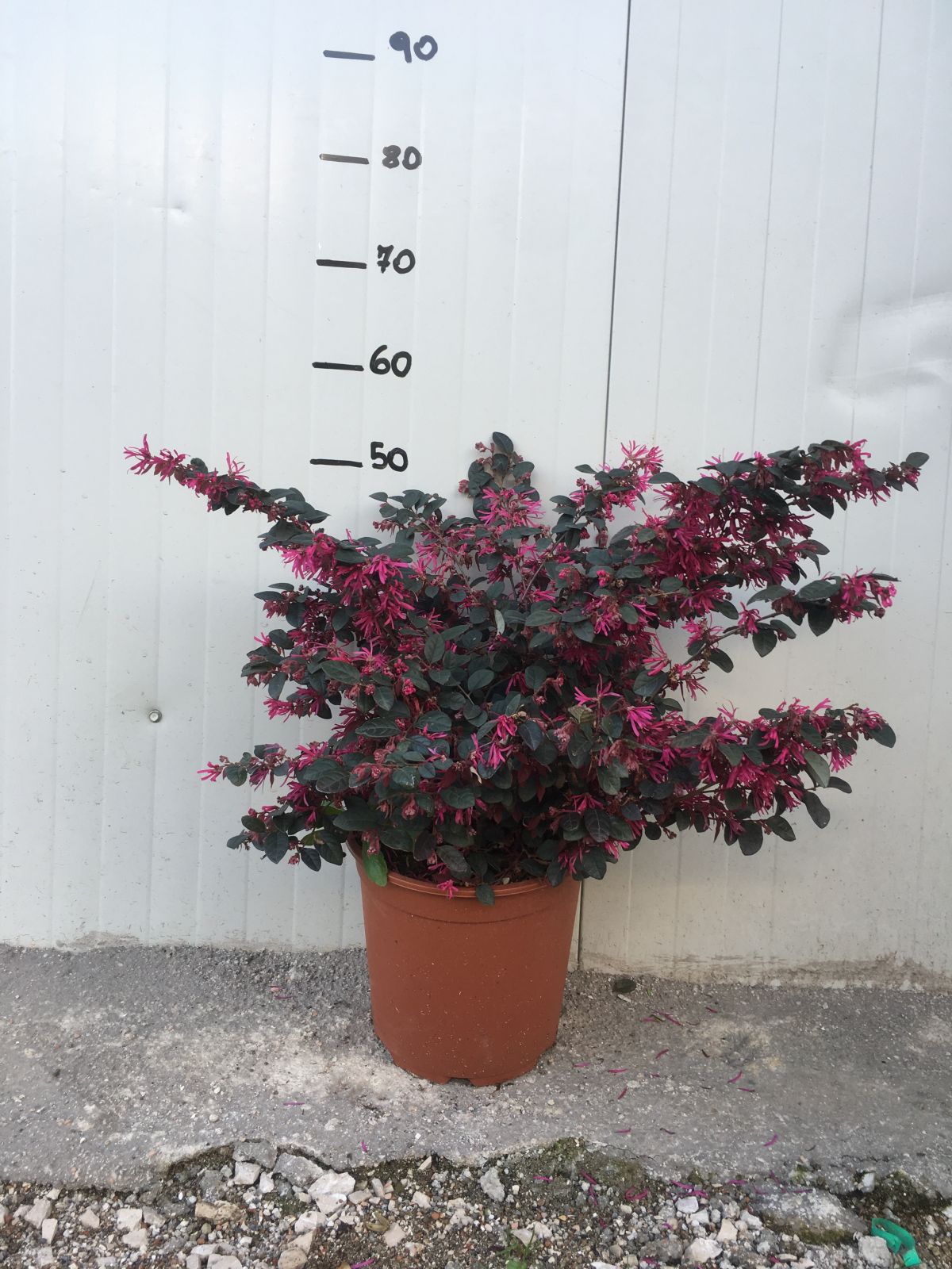 Pianta di Loropetalum Fire Dance vaso 22 foto reali