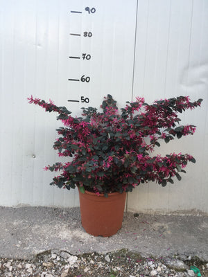 Pianta di Loropetalum Fire Dance vaso 22 foto reali