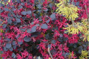 Pianta di Loropetalum Black Pearl vaso 18cm