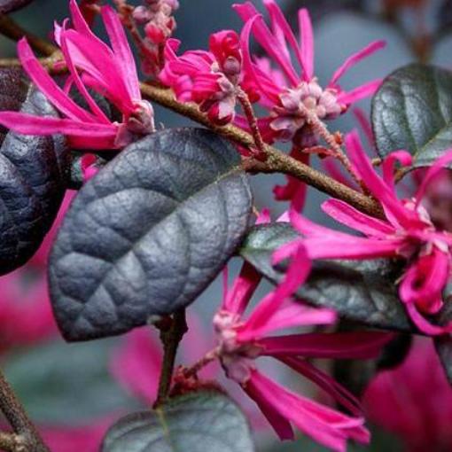 Pianta di Loropetalum Black Pearl vaso 18cm