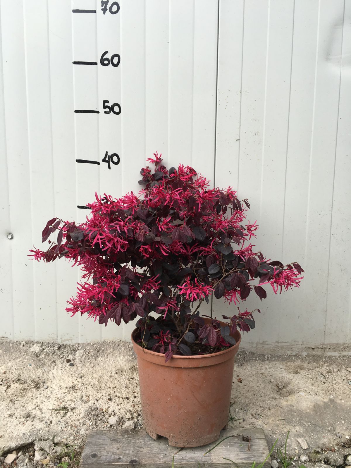 Pianta di Loropetalum Black Pearl vaso 18cm