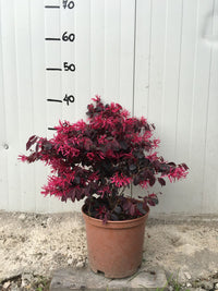 Pianta di Loropetalum Black Pearl vaso 18cm