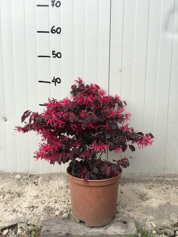 Pianta di Loropetalum Black Pearl vaso 18cm