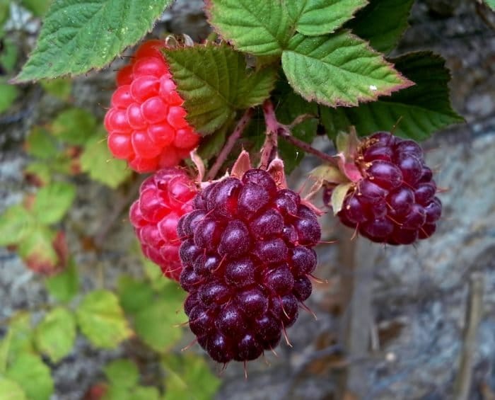 PIANTA DI LOGANBERRY (IBRIDO MORA-LAMPONE) (RUBUS LOGANOBACCUS) H 110cm foto reali