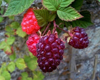 PIANTA DI LOGANBERRY (IBRIDO MORA-LAMPONE) (RUBUS LOGANOBACCUS) H 110cm foto reali