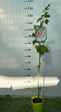 PIANTA DI LOGANBERRY (IBRIDO MORA-LAMPONE) (RUBUS LOGANOBACCUS) H 110cm foto reali