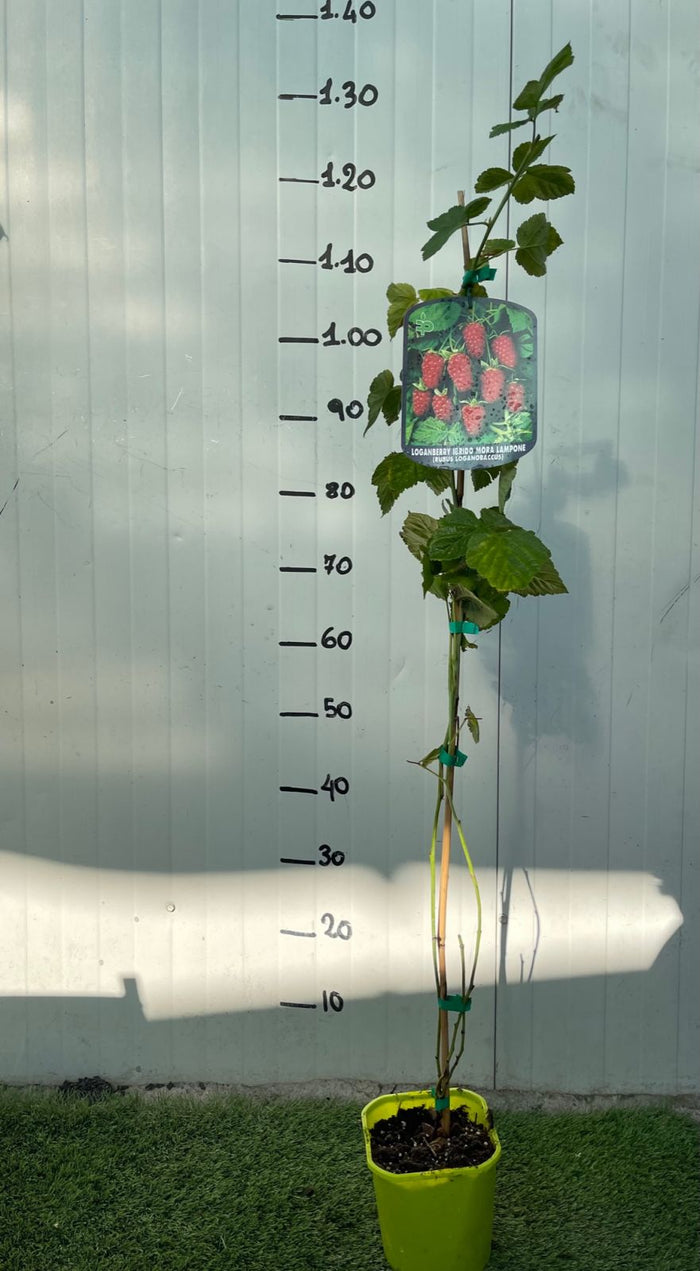 PIANTA DI LOGANBERRY (IBRIDO MORA-LAMPONE) (RUBUS LOGANOBACCUS) H 110cm foto reali