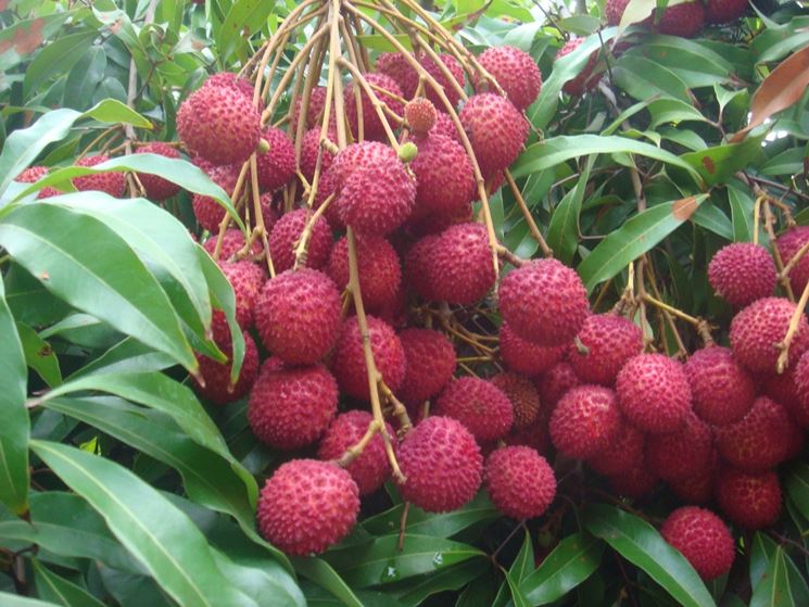 Pianta di Litchi chinensis Mauritius innestata foto reali frutti tropicali