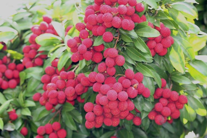 Pianta di Litchi chinensis Mauritius innestata foto reali frutti tropicali