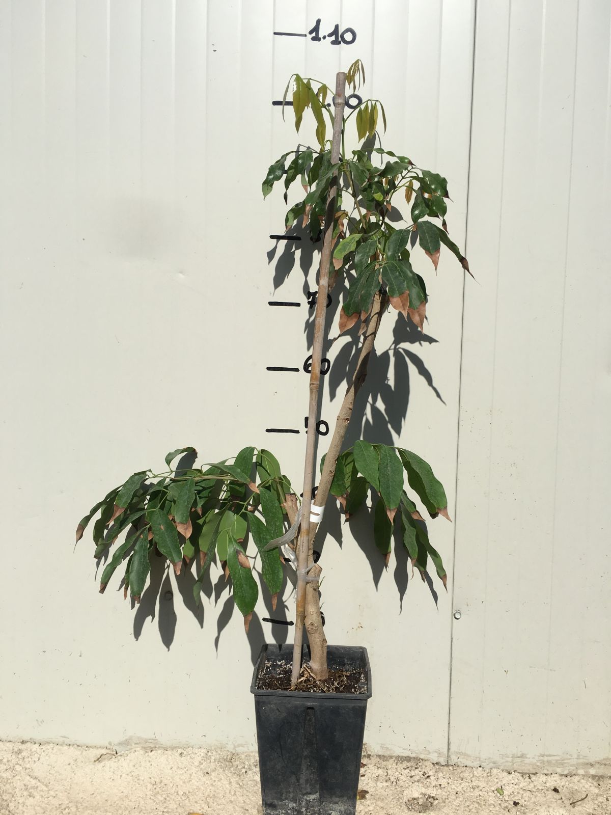 Pianta di Litchi chinensis Mauritius innestata foto reali frutti tropicali