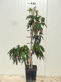 Pianta di Litchi chinensis Mauritius innestata foto reali frutti tropicali