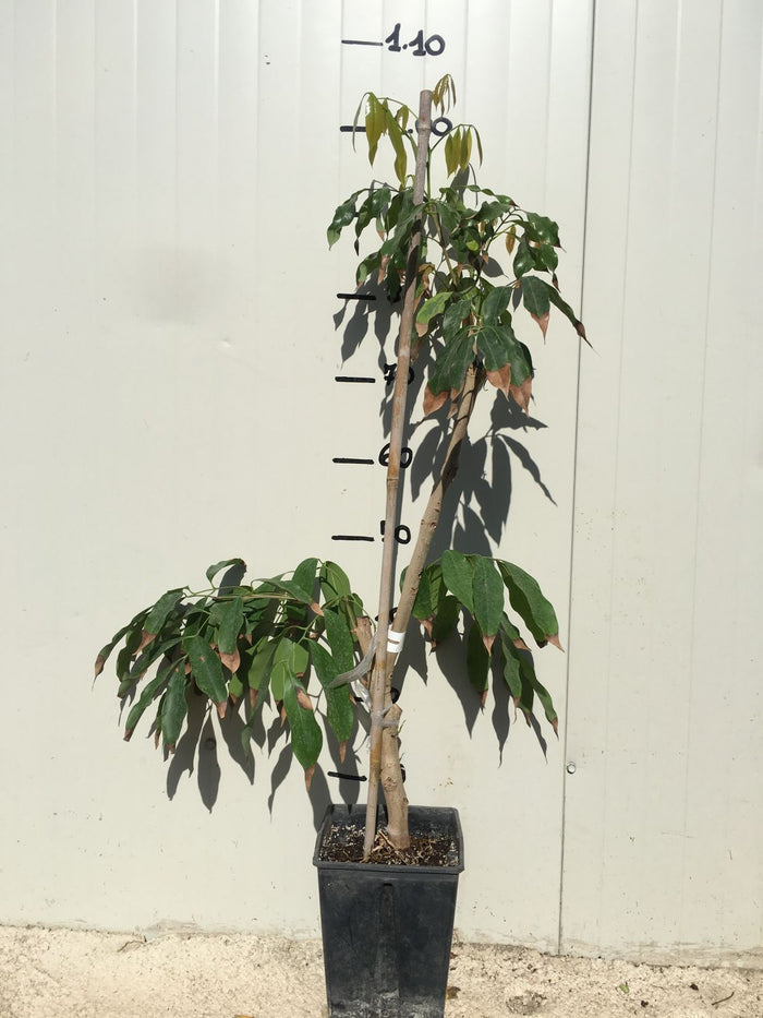 Pianta di Litchi chinensis Mauritius innestata foto reali frutti tropicali