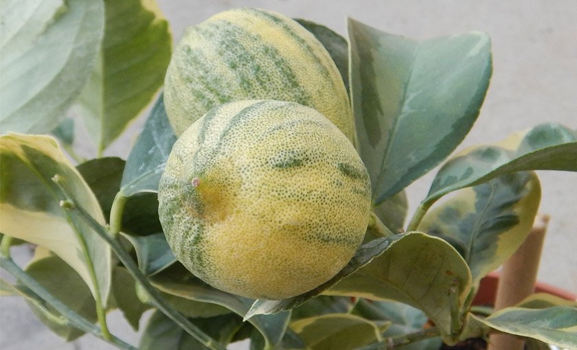 Pianta di Limone Variegato vaso 20cm