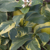 Pianta di Limone Variegato vaso 20cm