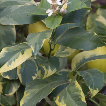 Pianta di Limone Variegato vaso 20cm