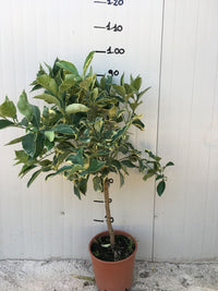 Pianta di Limone Variegato vaso 20cm