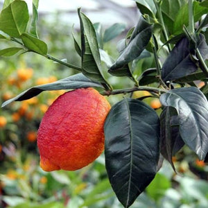 Pianta di Limone Rosso in vaso foto reali