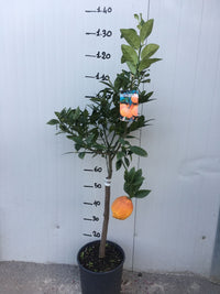 Pianta di Limone Rosso in vaso foto reali