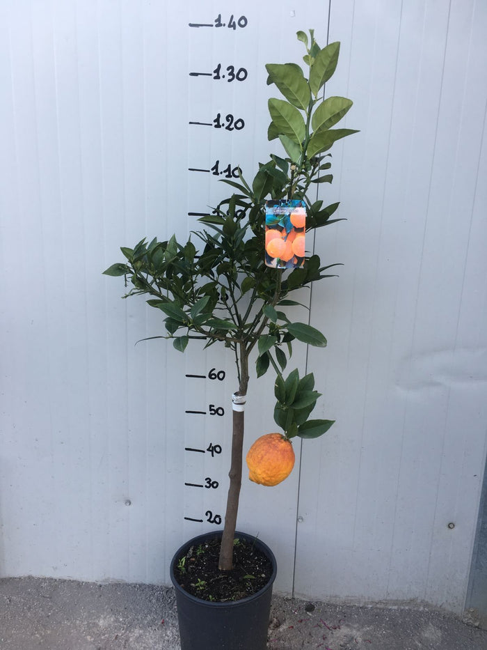 Pianta di Limone Rosso in vaso foto reali