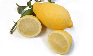 Pianta di Limone Lunario 4 stagioni vaso 24cm foto reali