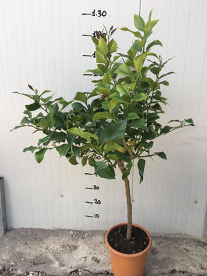 Pianta di Limone Lunario 4 stagioni vaso 24cm foto reali