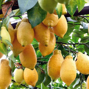 Pianta di Limone Lunario 4 stagioni in fitocella foto reali