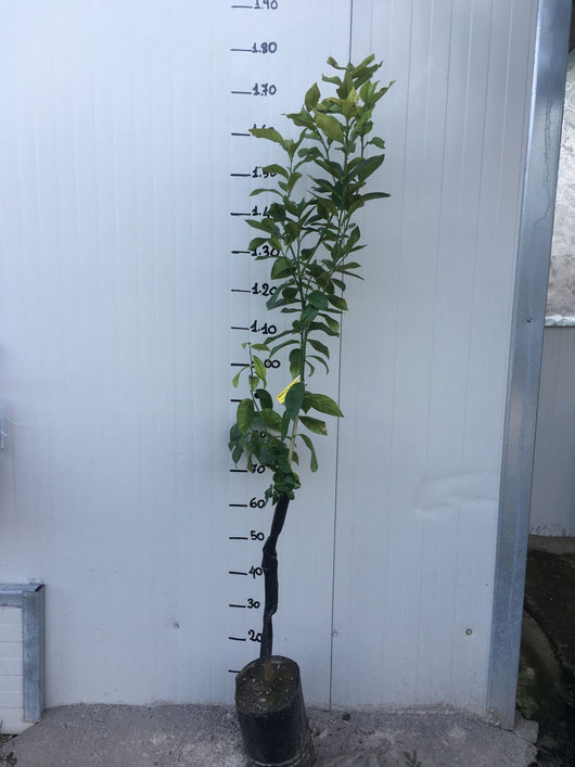Pianta di Limone Lunario 4 stagioni in fitocella foto reali
