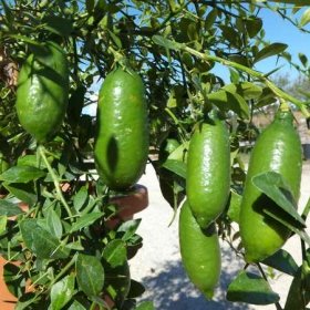 LIMONE CAVIALE Rosa Rosso Verde Arancione Finger Lime FOTO REALI VASO 18cm Colore: Verde