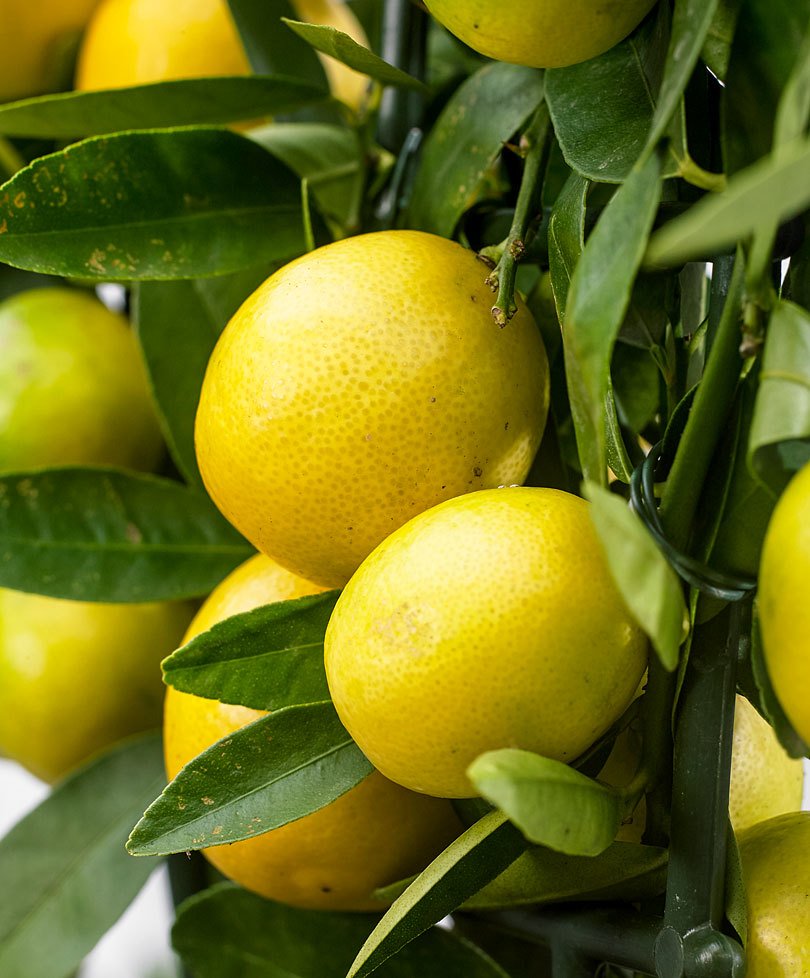 Pianta di Limequat foto reali H 120/130cm Citrus aurantifolia x fortunella