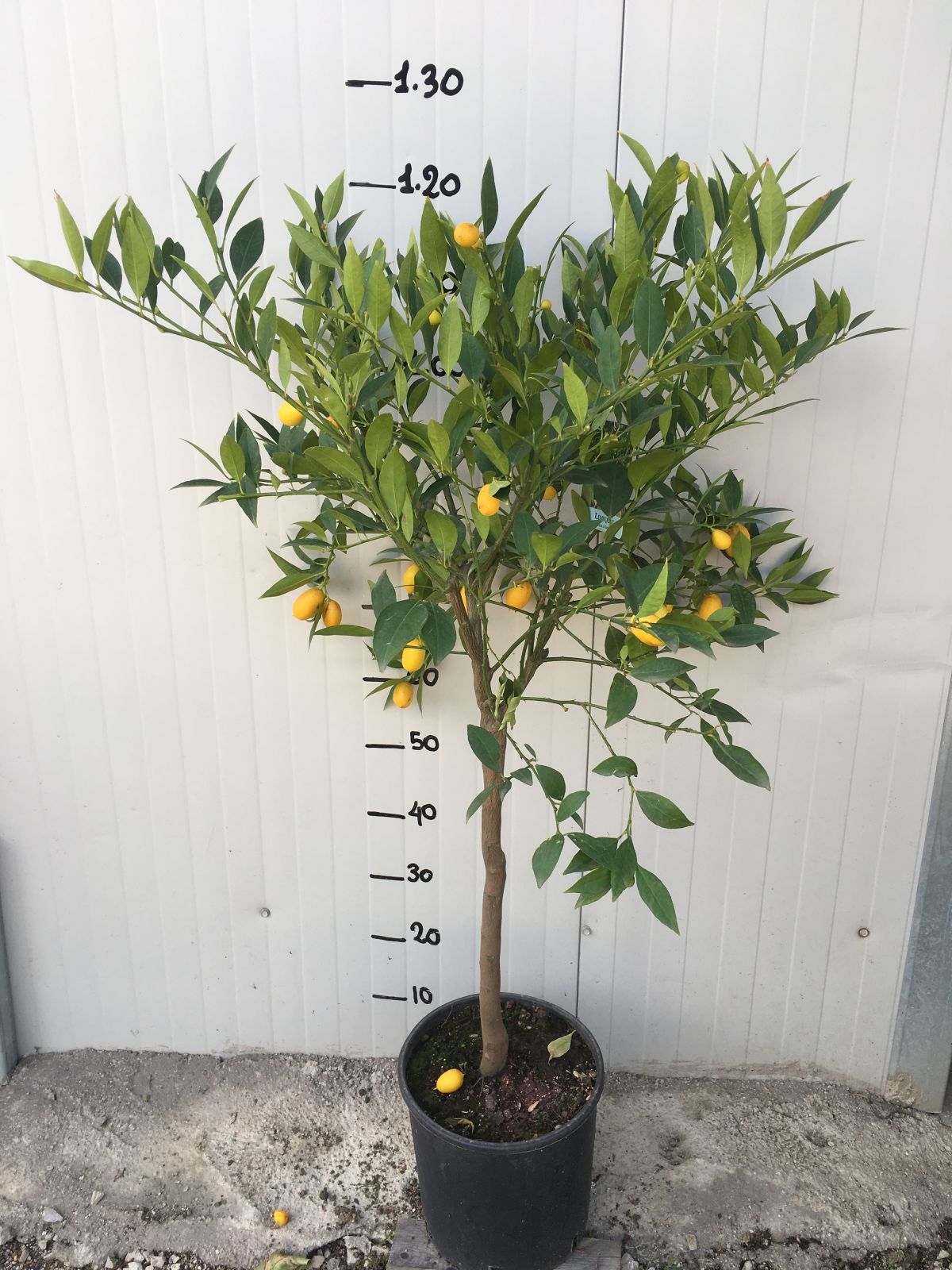 Pianta di Limequat foto reali H 120/130cm Citrus aurantifolia x fortunella