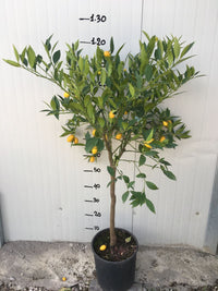Pianta di Limequat foto reali H 120/130cm Citrus aurantifolia x fortunella