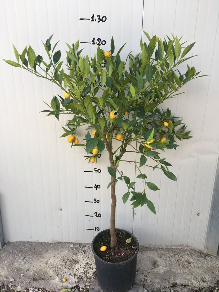 Pianta di Limequat foto reali H 120/130cm Citrus aurantifolia x fortunella