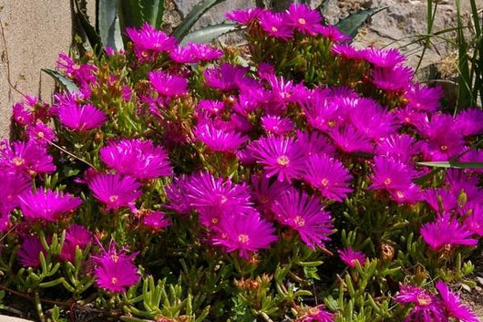 PIANTA DI LAMPRANTHUS FUXIA VASO 17CM