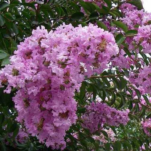 Pianta di Lagerstroemia petite pink vaso 18cm foto reali H 70cm