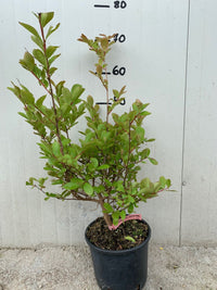 Pianta di Lagerstroemia petite pink vaso 18cm foto reali H 70cm