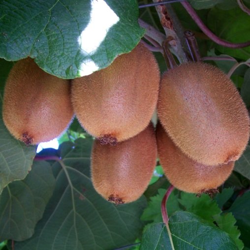 Pianta di Kiwi Tomuri- Impollinatore Maschio foto reali H 150cm