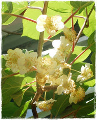 Pianta di Kiwi Tomuri- Impollinatore Maschio foto reali H 150cm