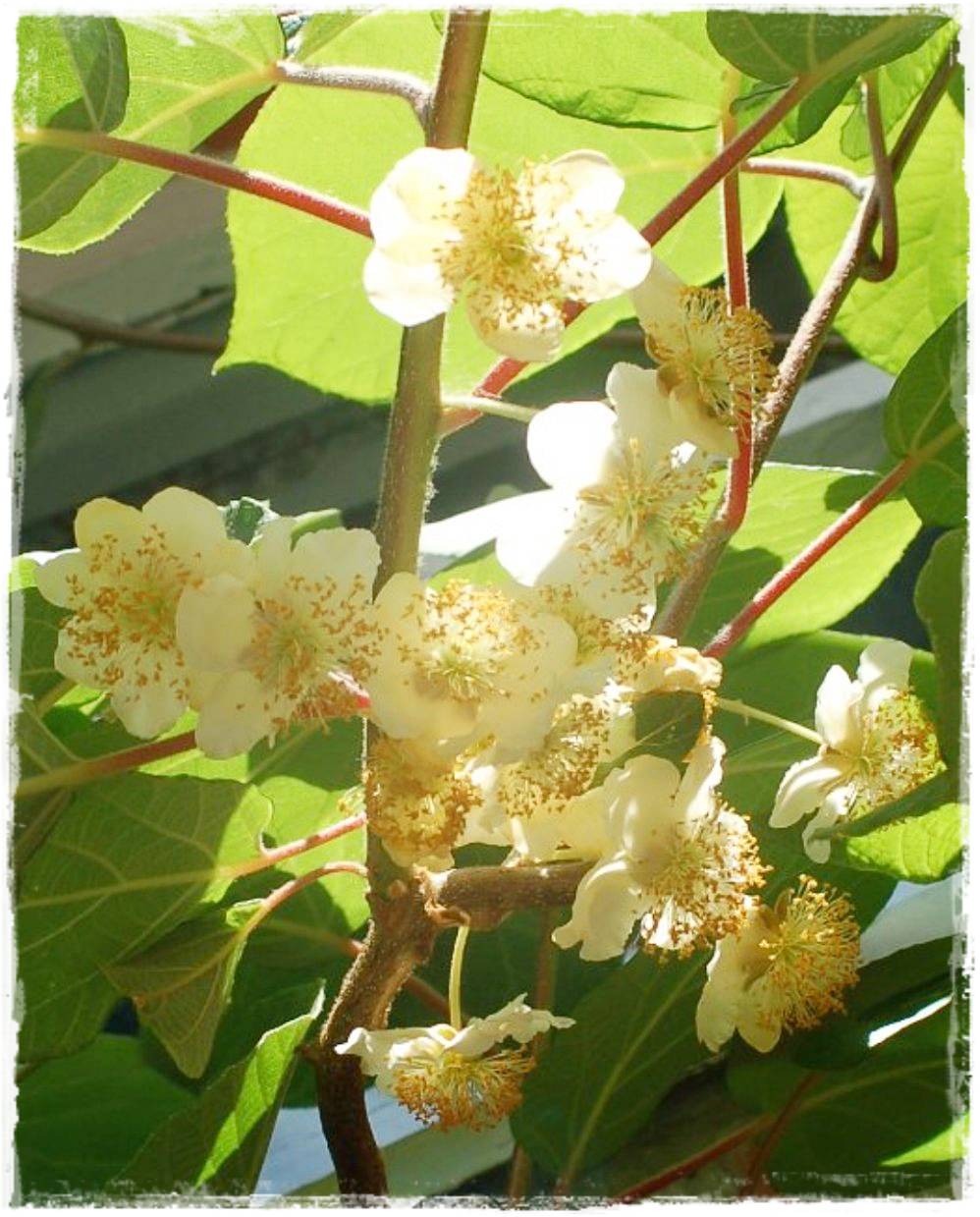 Pianta di Kiwi Tomuri- Impollinatore Maschio foto reali H 150cm