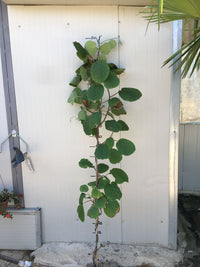 Pianta di Kiwi Tomuri- Impollinatore Maschio foto reali H 150cm